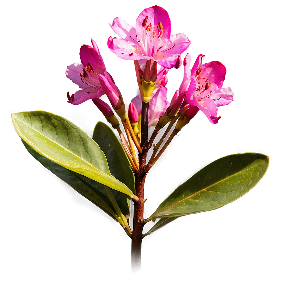 Rhododendron Flower Png Uks PNG Image