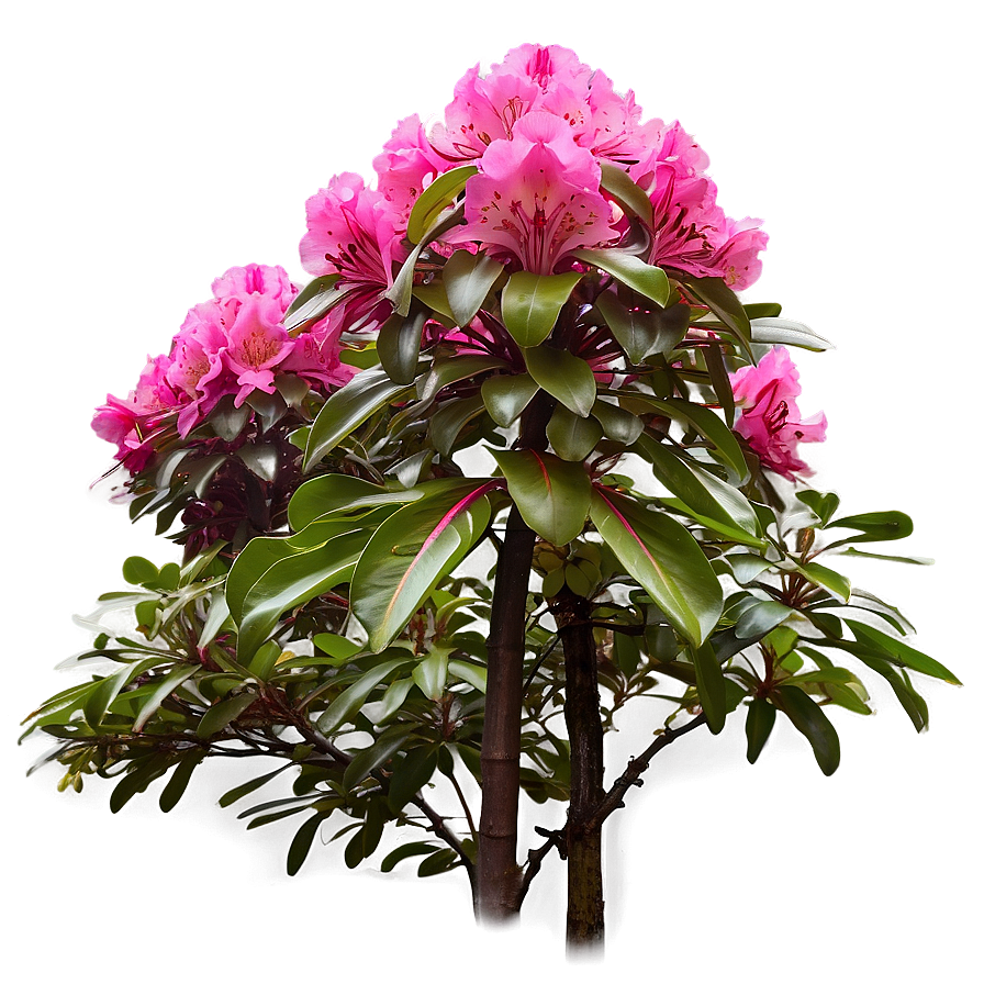 Rhododendron Garden Png Qqe PNG Image