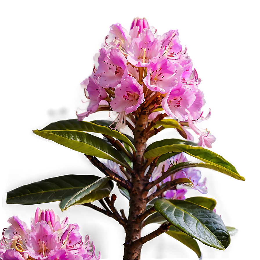 Rhododendron Hive Png Oxp PNG Image