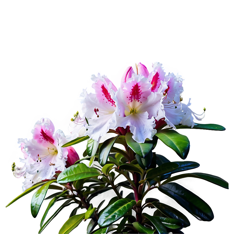 Rhododendron In Bloom Png Fqo PNG Image