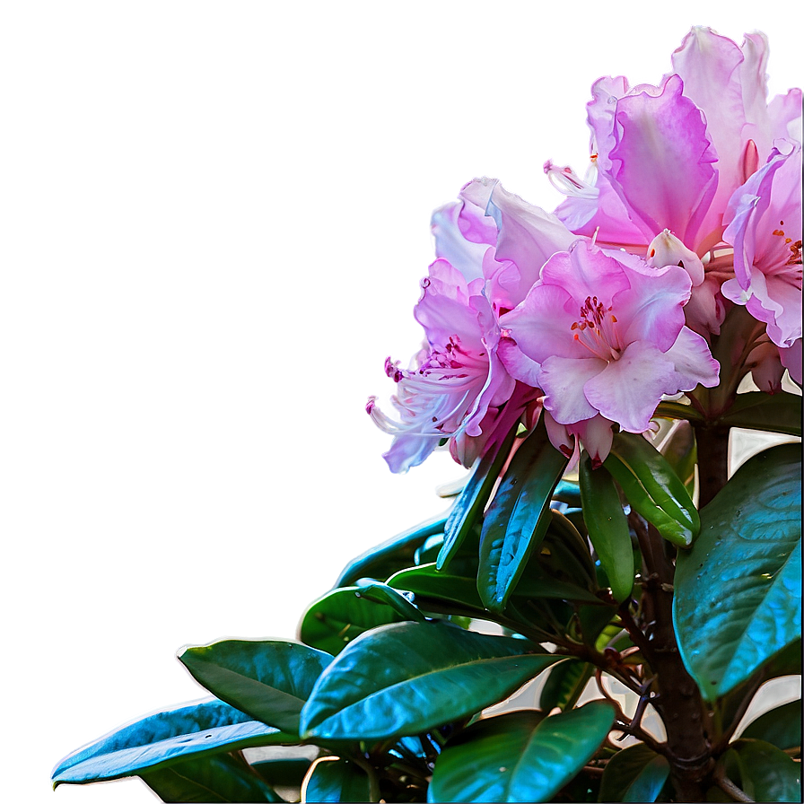 Rhododendron Sunset Png 06282024 PNG Image