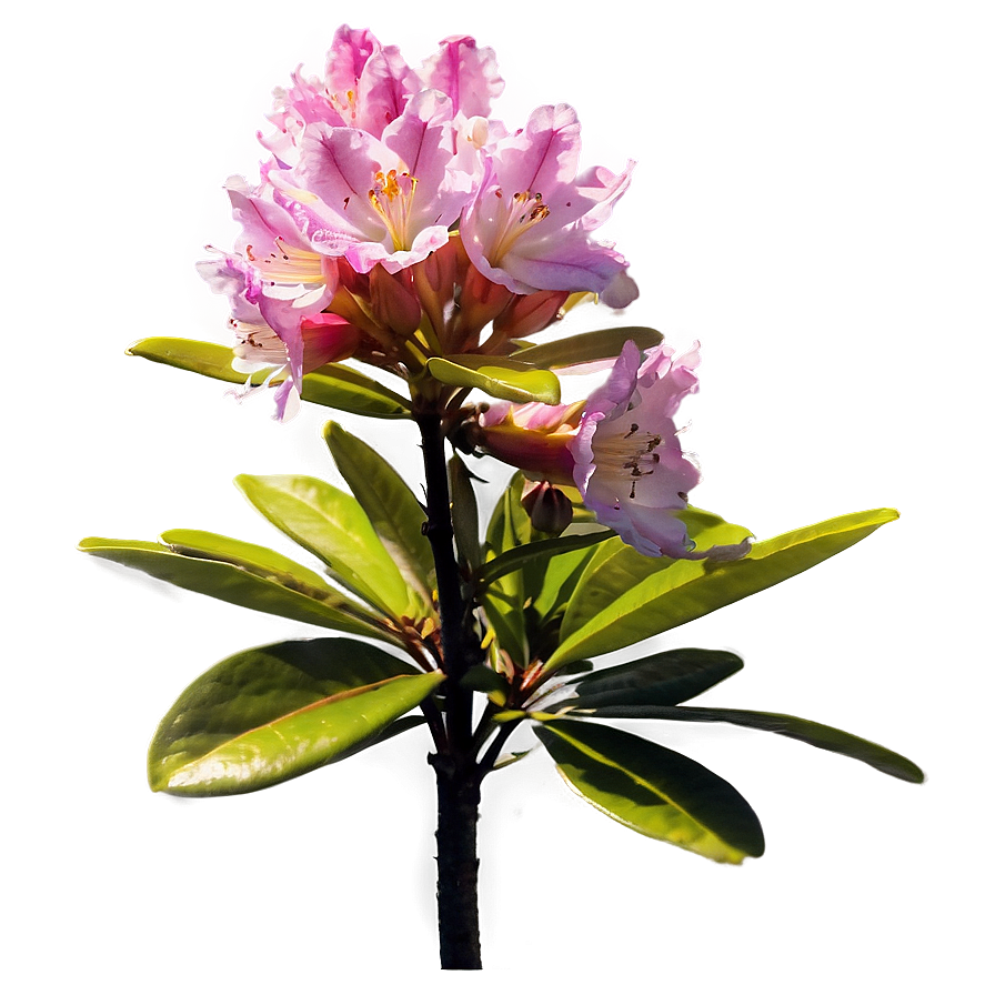 Rhododendron Sunset Png Ibb78 PNG Image