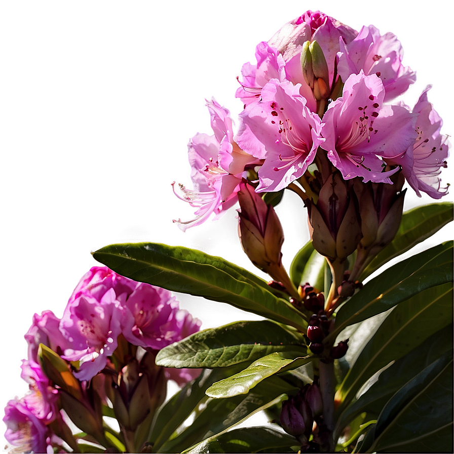 Rhododendron Sunset Png Rko PNG Image