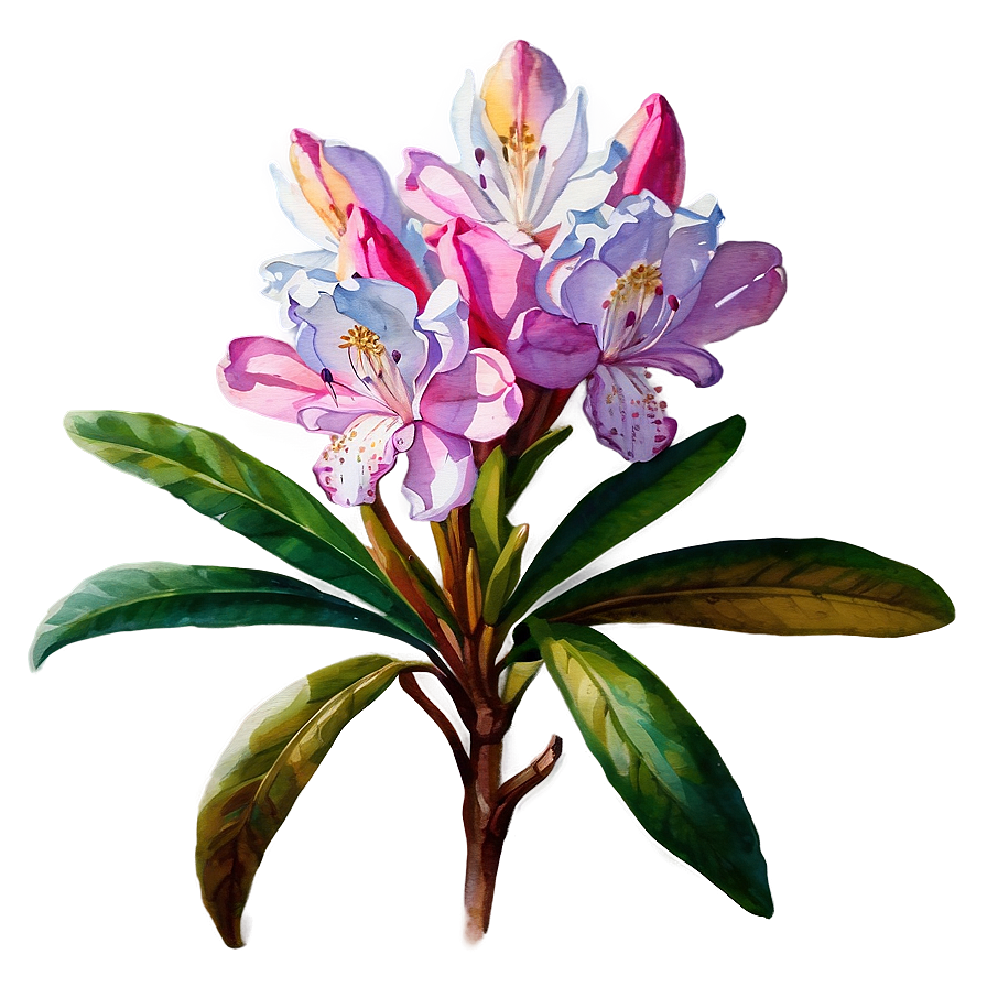 Rhododendron Watercolor Png Mav76 PNG Image