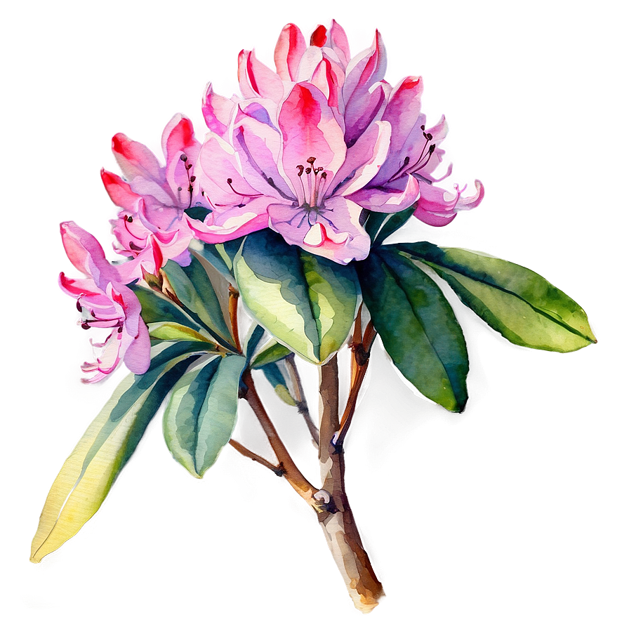 Rhododendron Watercolor Png Ura PNG Image