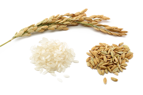 Rice Grain Comparison PNG Image