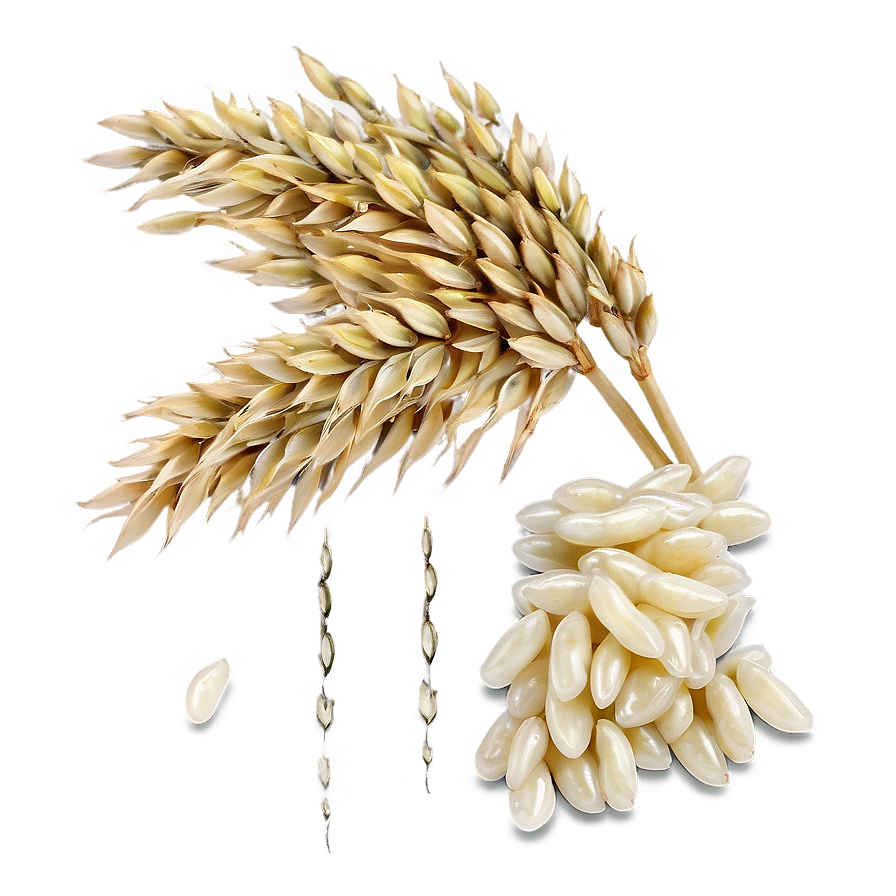 Rice Kernel Png Wwk30 PNG Image