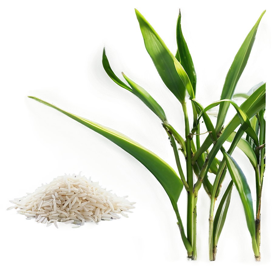 Rice Plant Png Ogu PNG Image