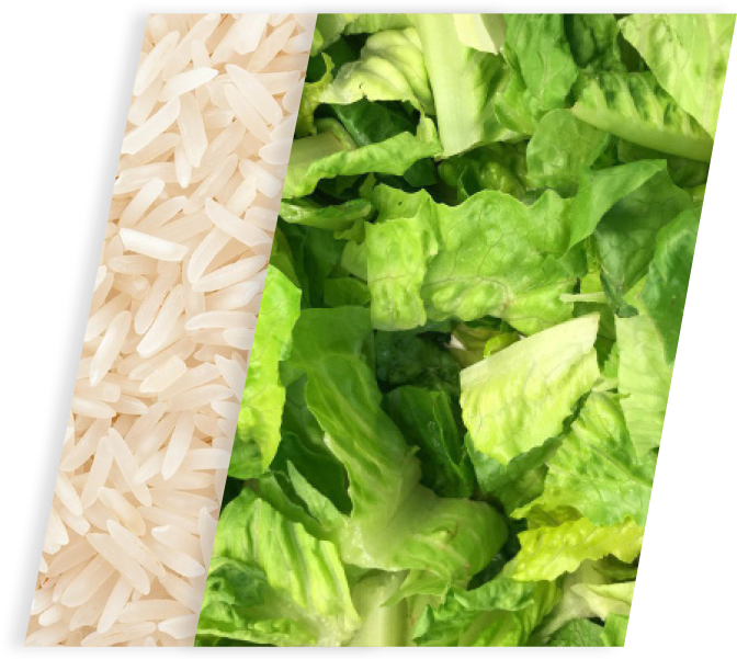 Riceand Lettuce Divided Image PNG Image