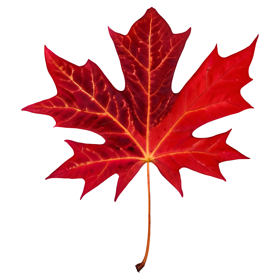 Rich Red Maple Leaf Png Uch PNG Image