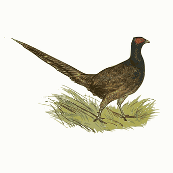 Ringnecked Pheasant Illustration PNG Image