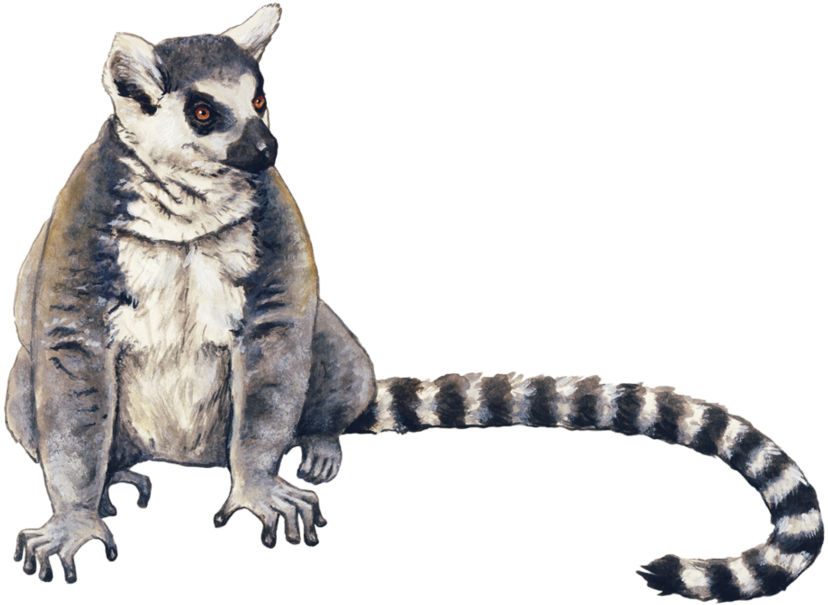 Ringtail_ Possum_ Illustration PNG Image