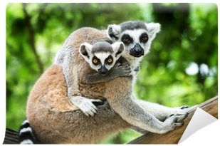 Ringtailed Lemurs Together PNG Image