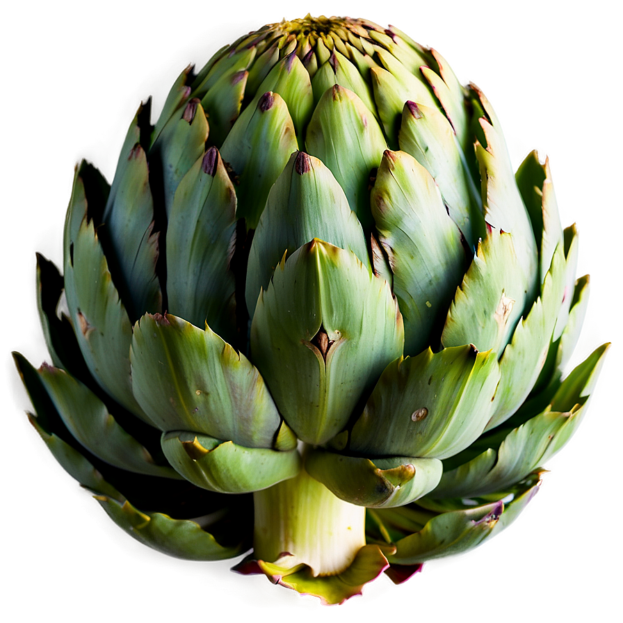 Ripe Artichoke Png 06252024 PNG Image