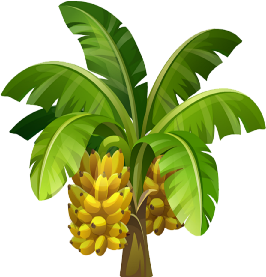 Ripe Bananason Tree Illustration PNG Image