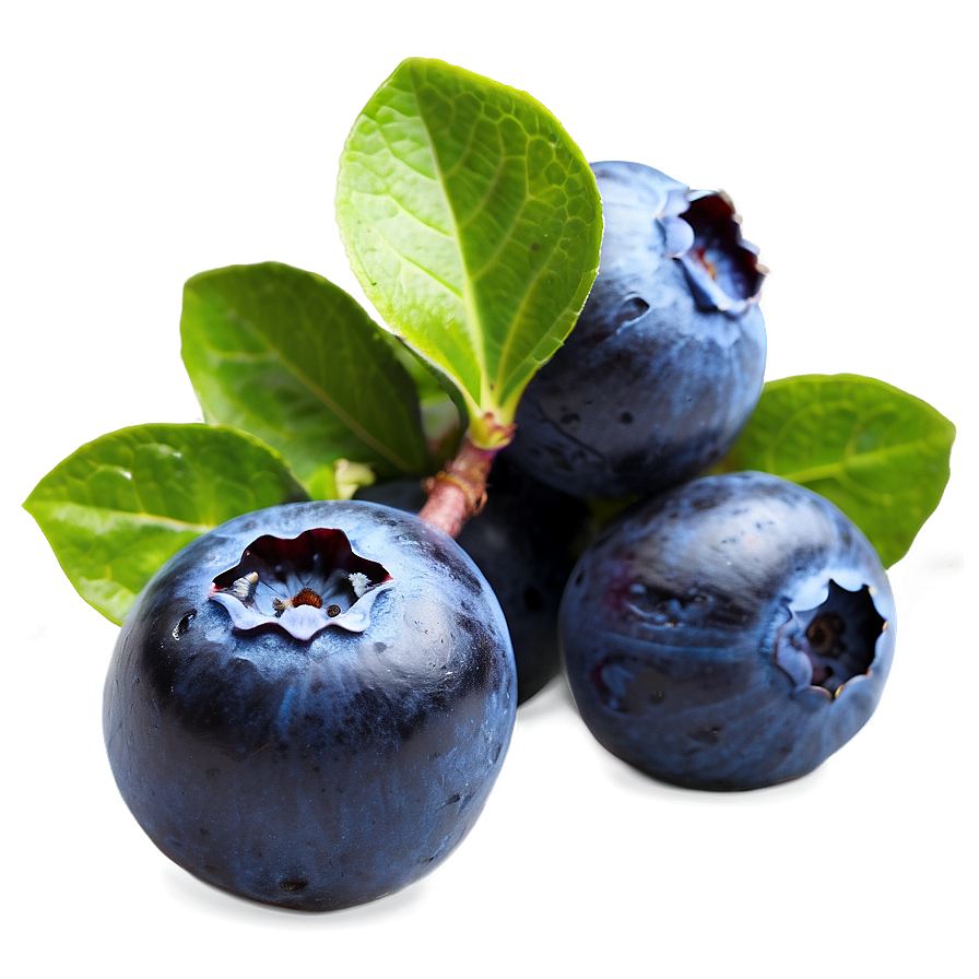 Ripe Blueberries Png Wun69 PNG Image