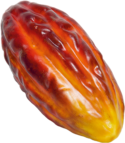 Ripe Cacao Pod Isolated PNG Image