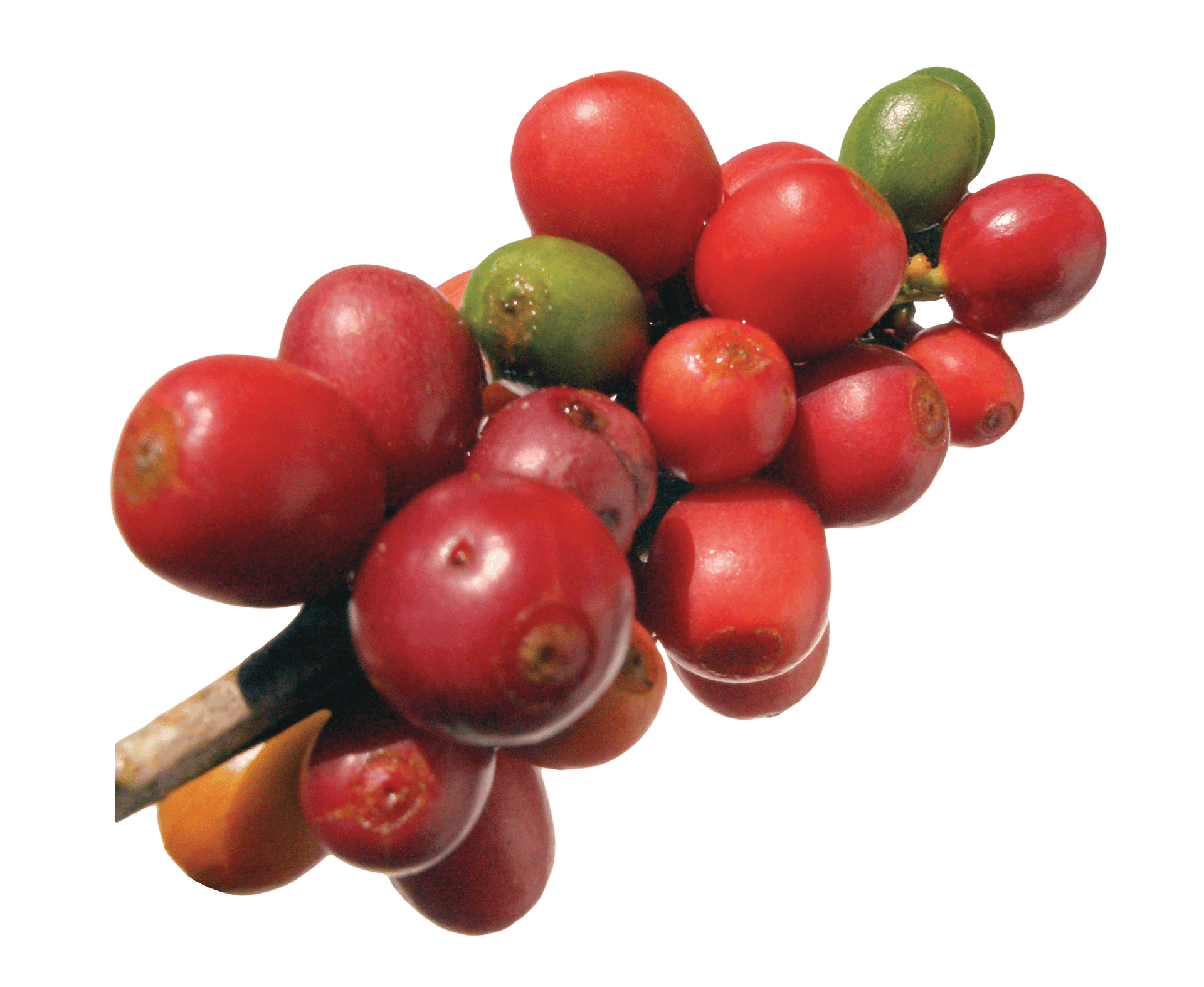 Ripe Coffee Cherries Branch PNG Image