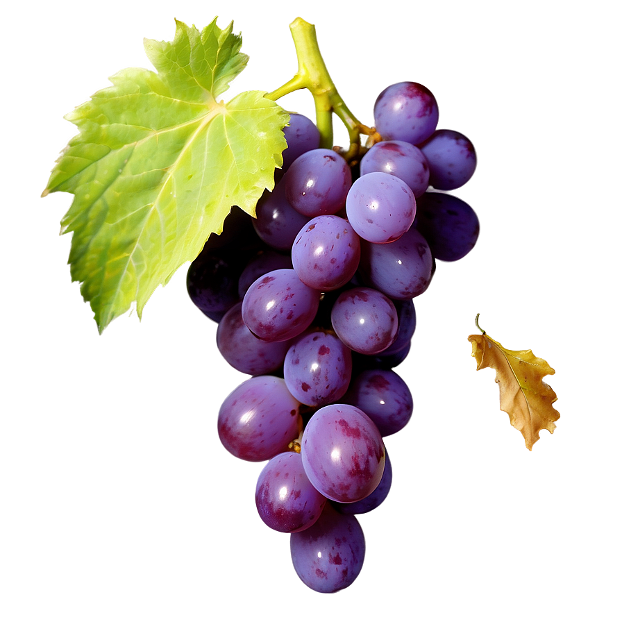 Ripe Grape Clipart Png 41 PNG Image