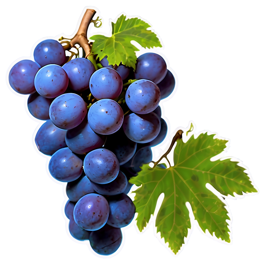 Ripe Grape Clipart Png 42 PNG Image