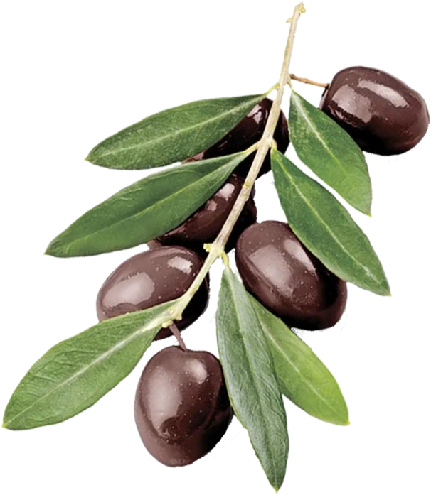 Ripe Oliveson Branch PNG Image