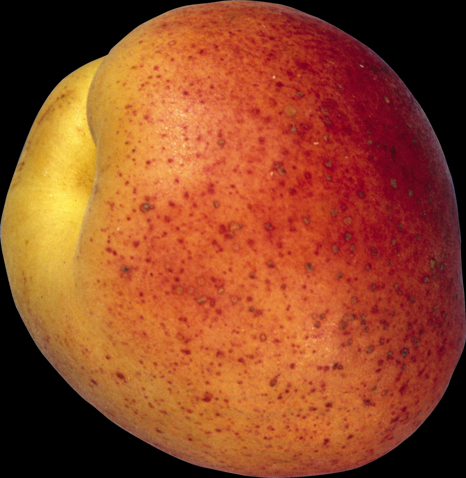 Ripe Peach Closeup PNG Image