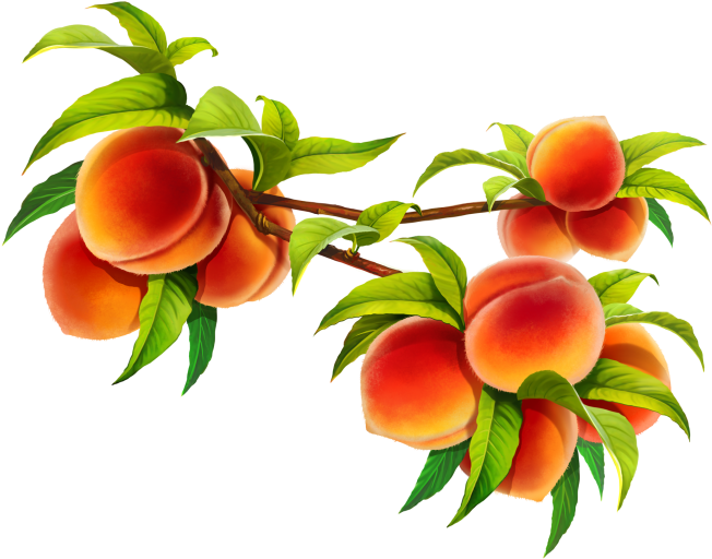 Ripe Peacheson Branch PNG Image