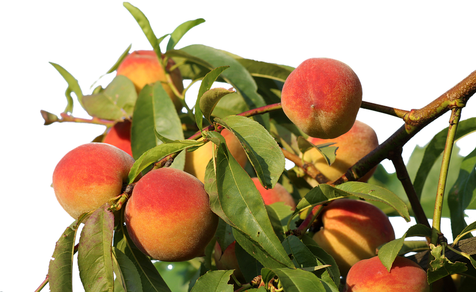 Ripe Peacheson Branch PNG Image