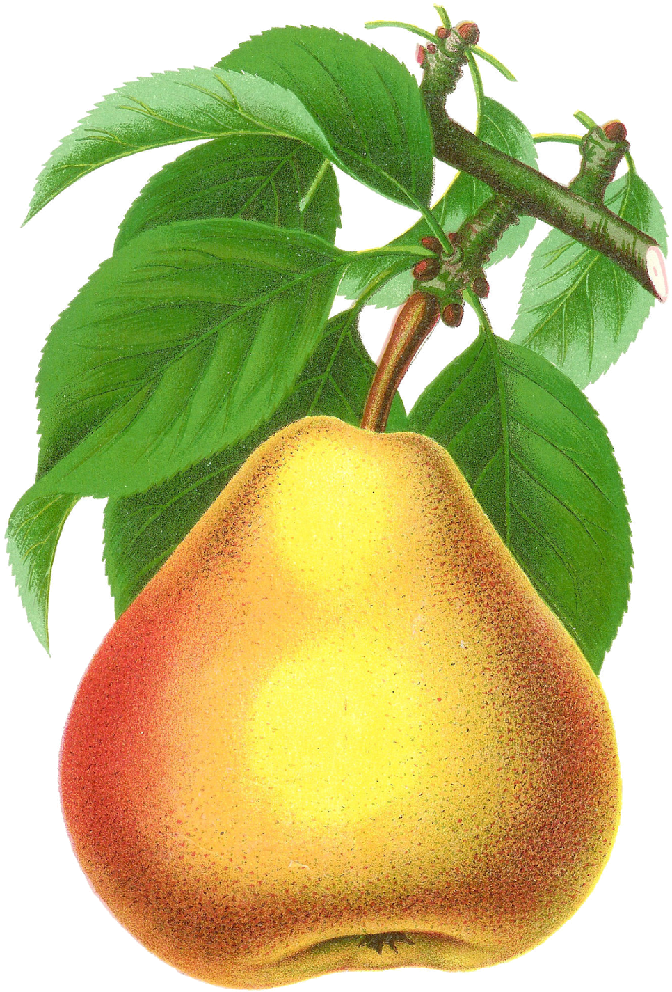 Ripe Pearon Branch Illustration PNG Image