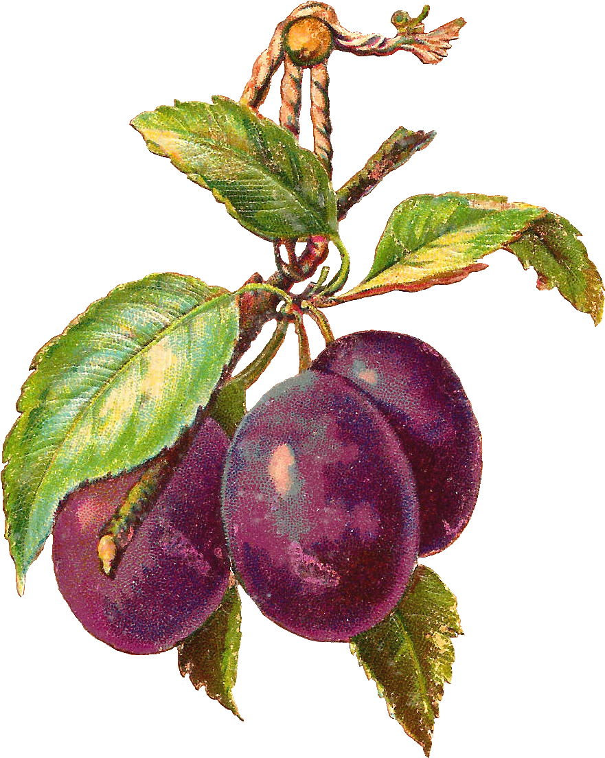 Ripe Plumson Branch PNG Image