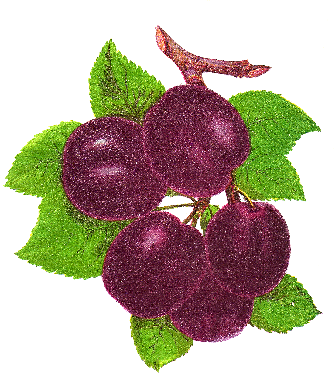 Ripe Plumson Branch PNG Image