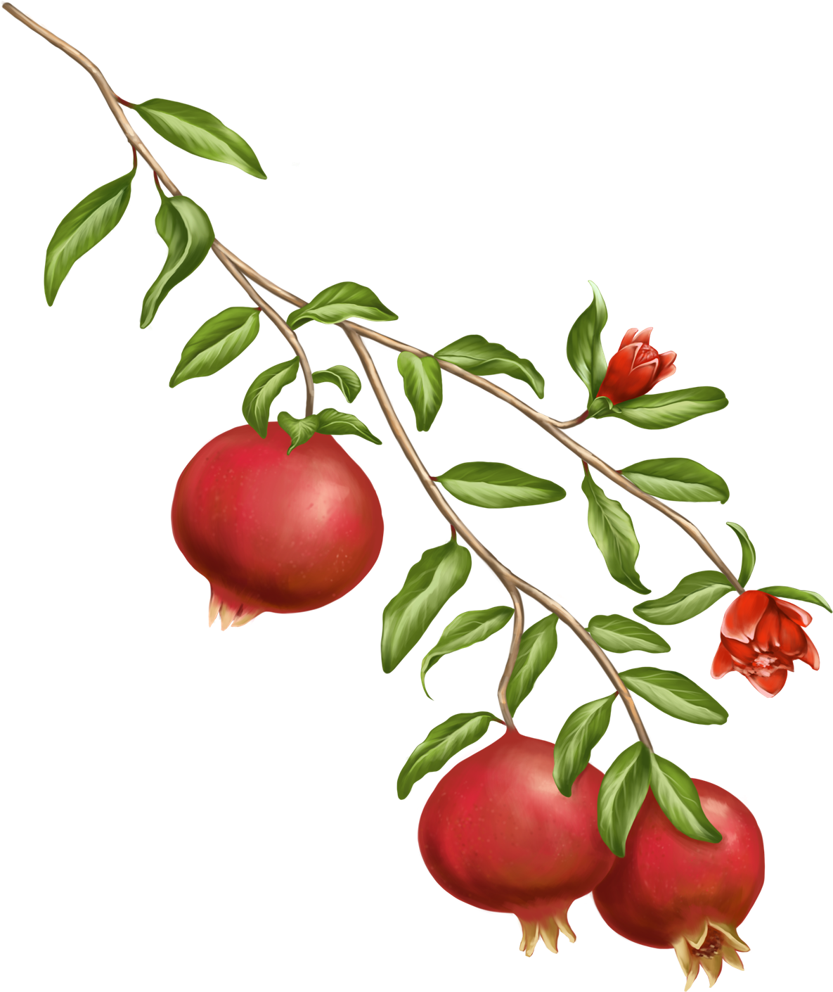 Ripe Pomegranate Branch Illustration PNG Image