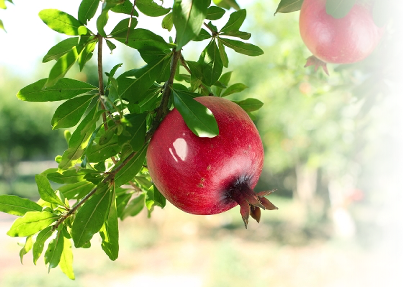 Ripe Pomegranateon Tree.jpg PNG Image