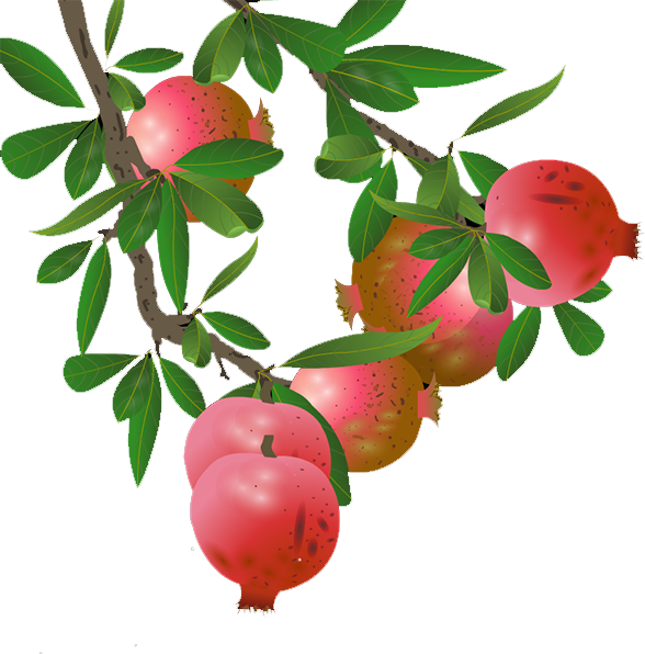 Ripe Pomegranateson Branch PNG Image