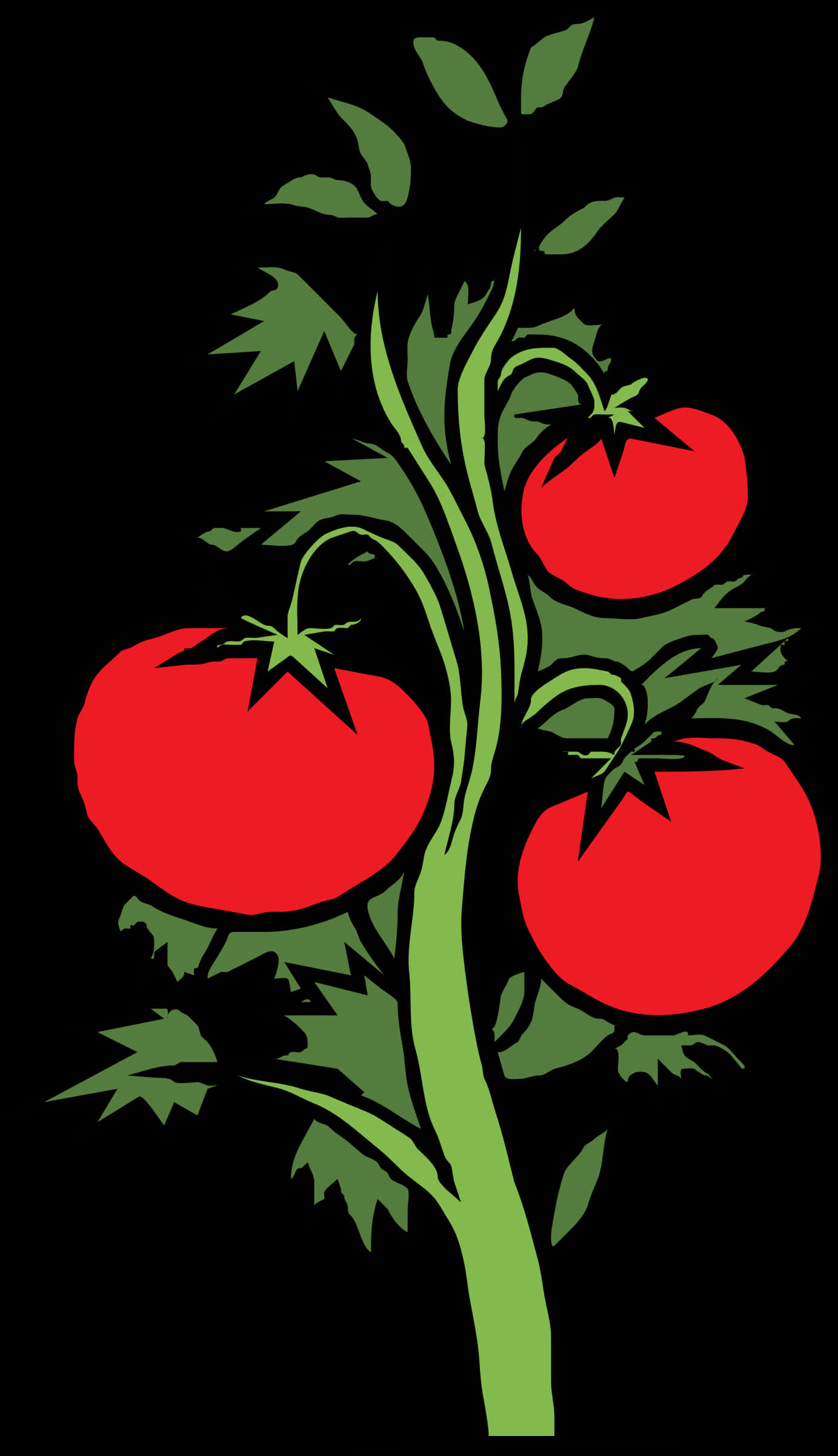 Ripe Tomatoeson Vine Illustration PNG Image