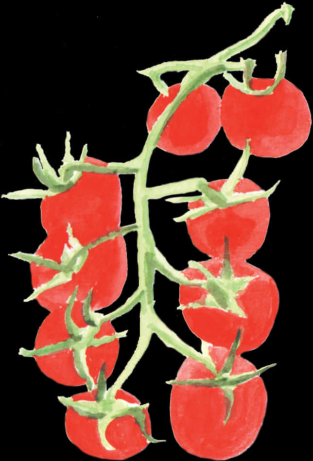 Ripe Tomatoeson Vine PNG Image