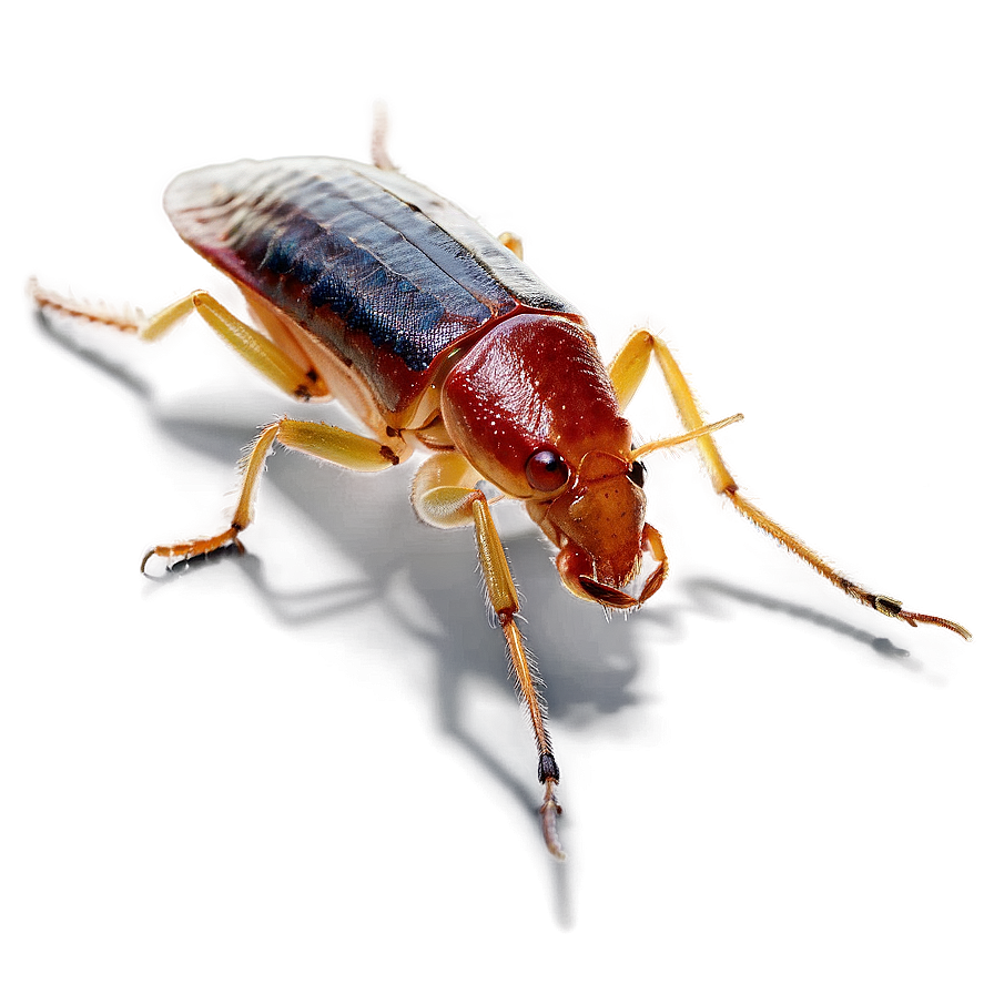 Roach Pest Png 05242024 PNG Image