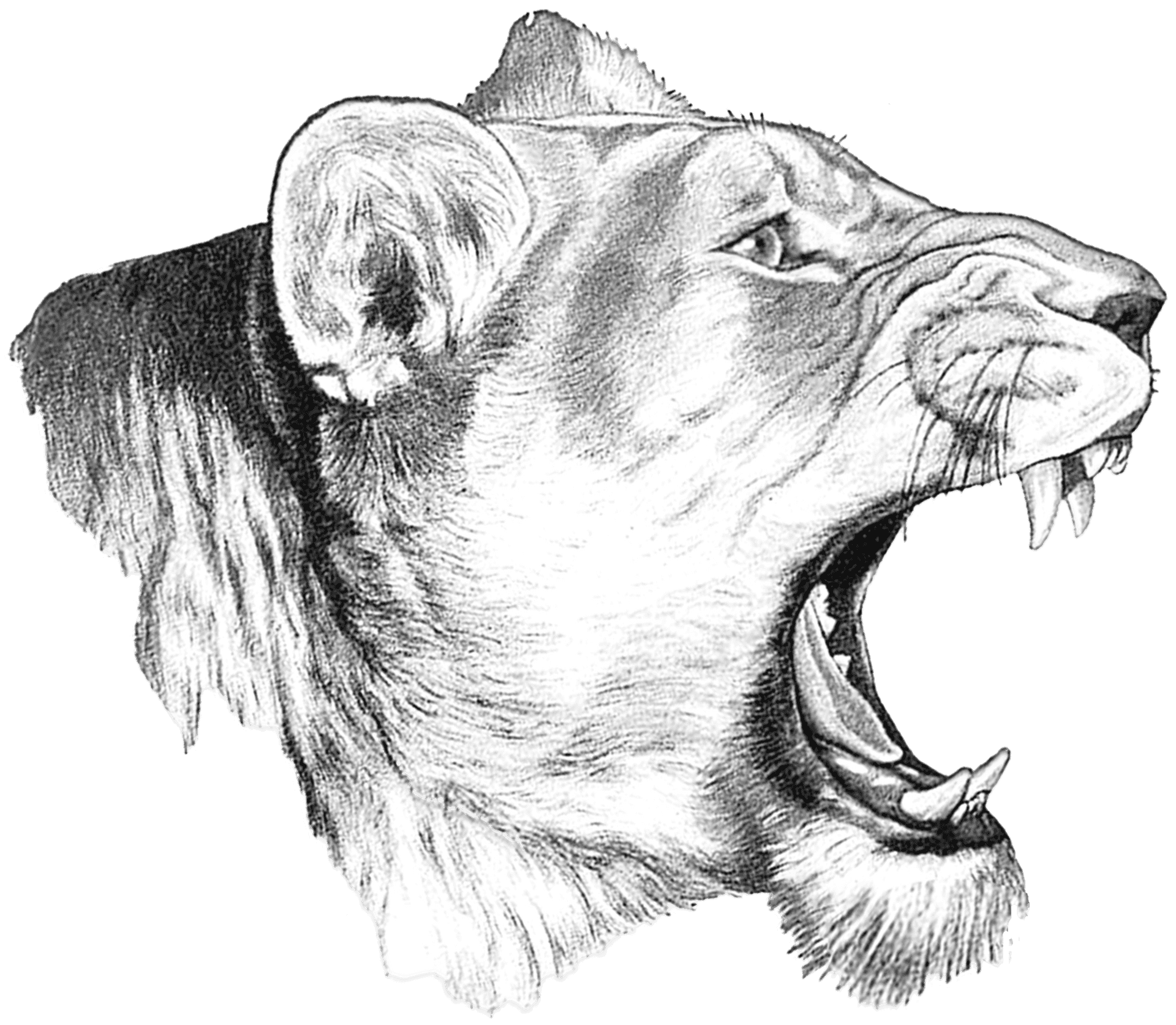 Roaring Lioness Sketch PNG Image