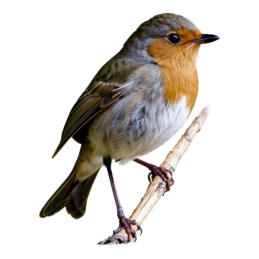 Robin Bird Spring Png 56 PNG Image