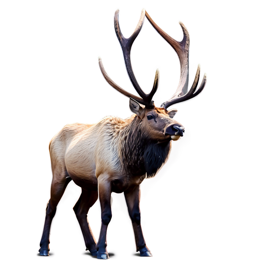 Rocky Mountain Elk Png 51 PNG Image