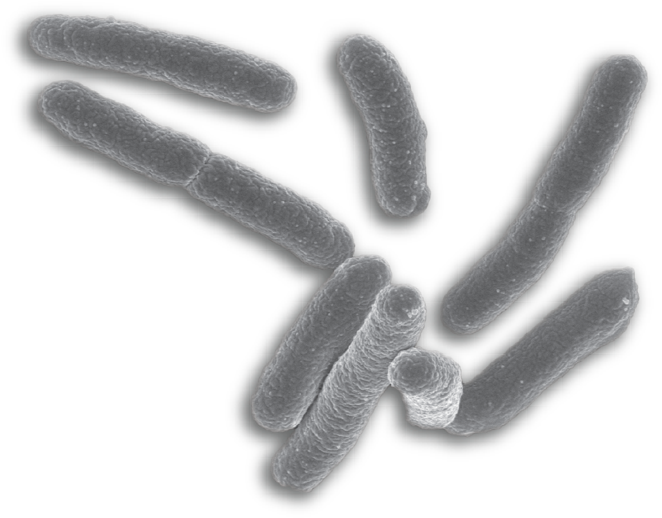 Rod Shaped Bacteria Closeup PNG Image