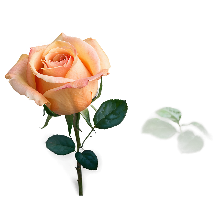 Romantic Orange Rose Png 06122024 PNG Image