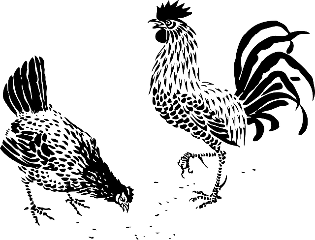 Roosterand Hen Feeding Illustration PNG Image