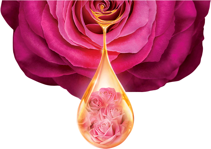 Rose Infused Oil Drop PNG Image