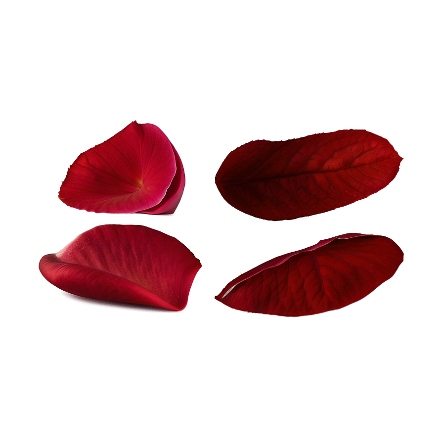 Rose Petals Decoration Png Cov PNG Image