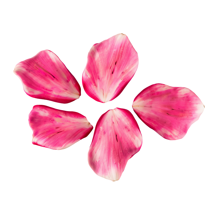 Rose Petals Design Png 05252024 PNG Image