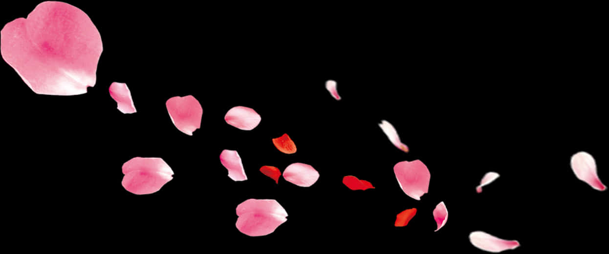 Rose Petals Fallingon Black Background PNG Image