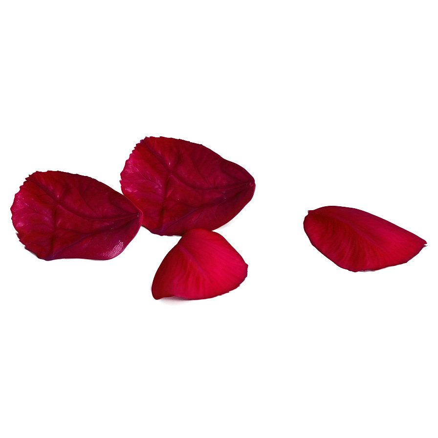 Rose Petals Isolated Png 05252024 PNG Image