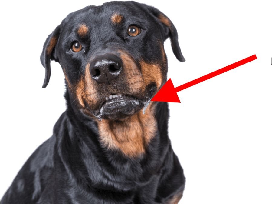 Rottweiler Drooling Closeup PNG Image