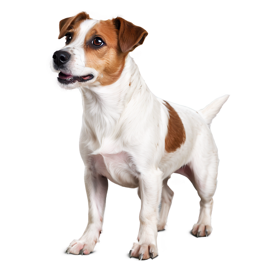 Rough Coat Jack Russell Png Jbl9 PNG Image